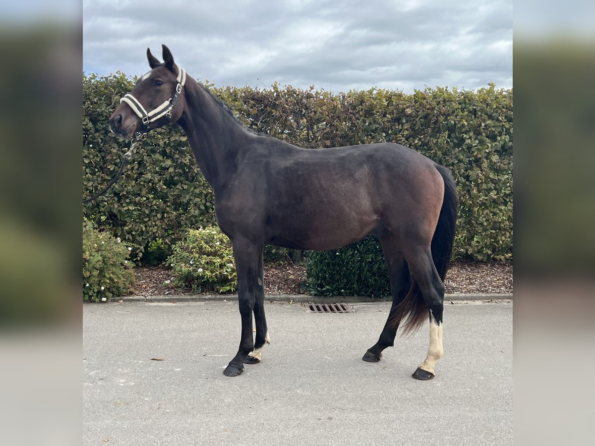 German Sport Horse Gelding 2 years 16 hh Brown in Mengen