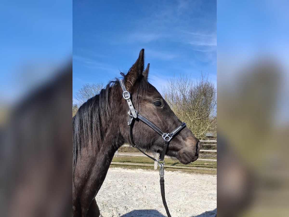 German Sport Horse Gelding 2 years 16,1 hh Black in Kurtscheid