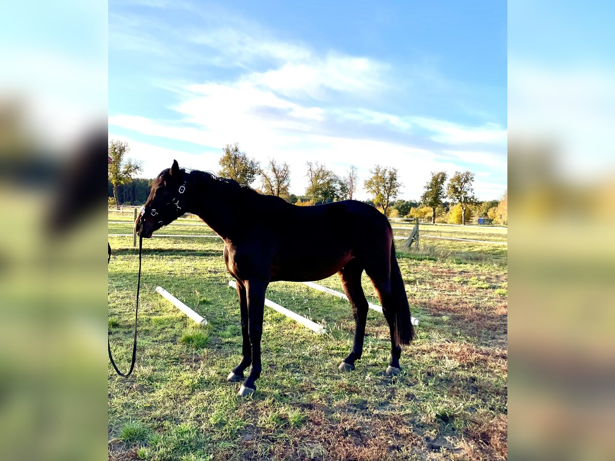 German Sport Horse Gelding 2 years 16,2 hh Bay-Dark in Nassenheide German Sport Horse Gelding 2 years 16,2 hh Bay-Dark in Nassenheide
