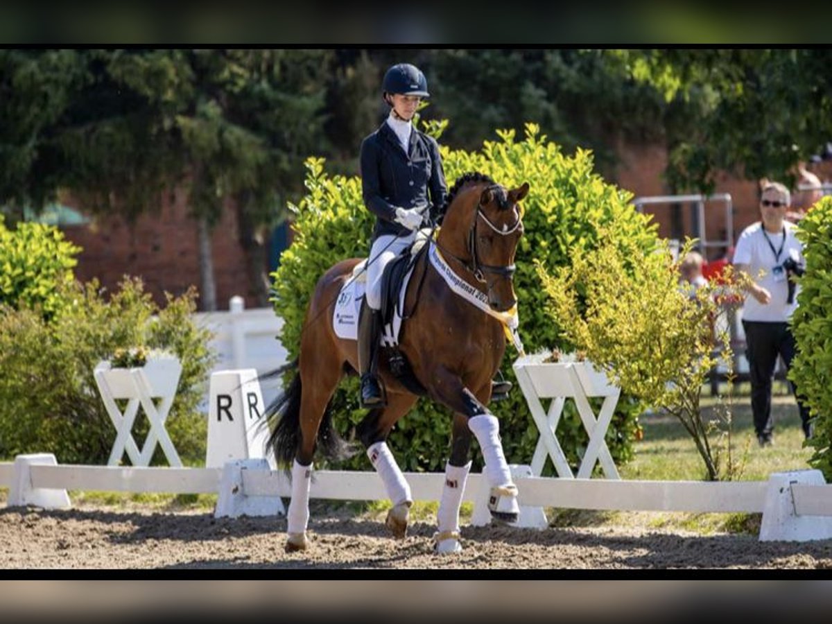 German Sport Horse Gelding 2 years Bay-Dark in Altenburg