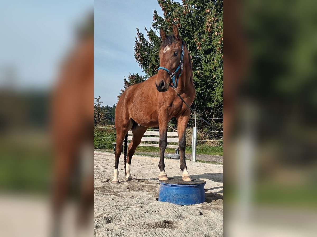 German Sport Horse Gelding 2 years Brown in Eberhardzell