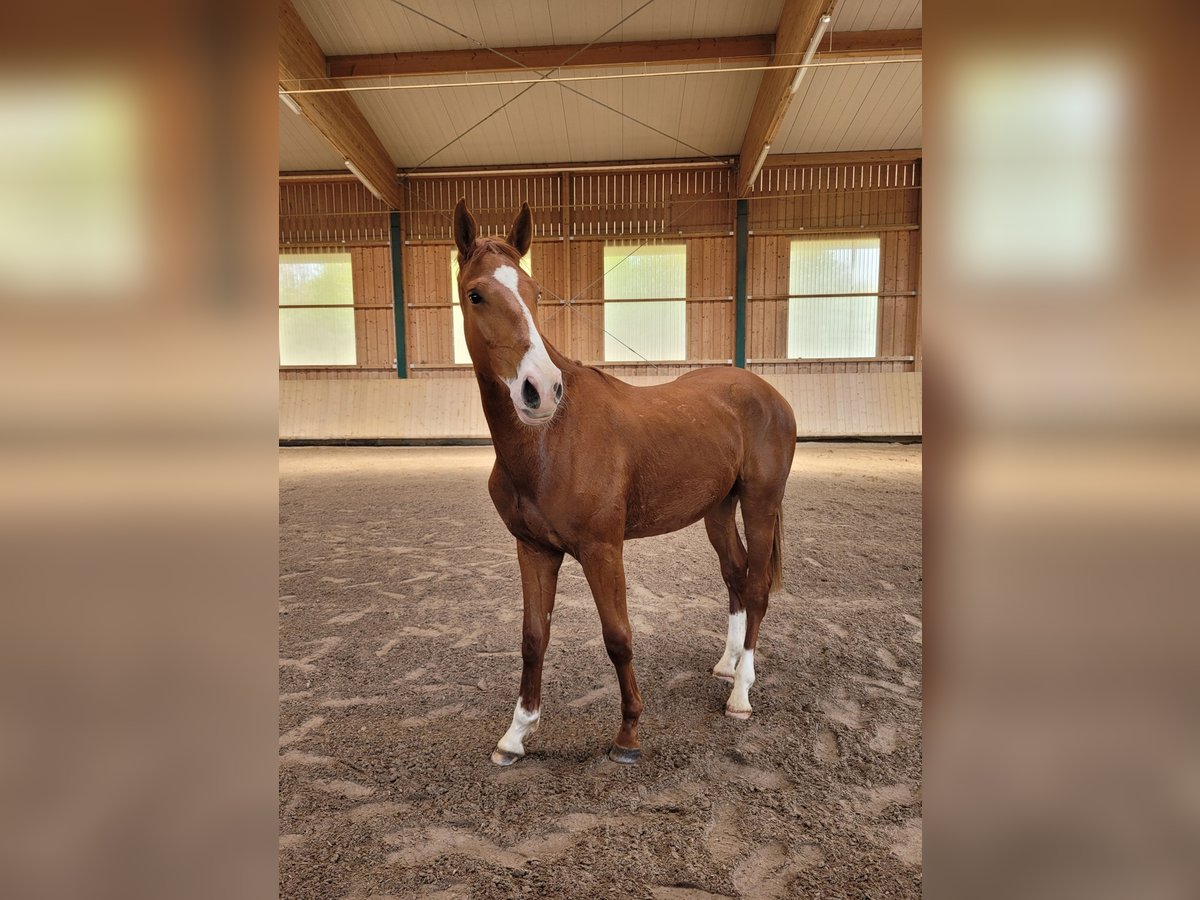 German Sport Horse Gelding 2 years Chestnut-Red in Lauda-Königshofen