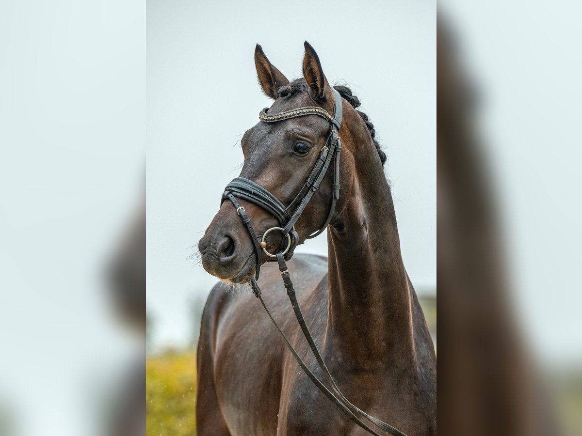 German Sport Horse Gelding 3 years 15,1 hh Bay-Dark in Gomadingen