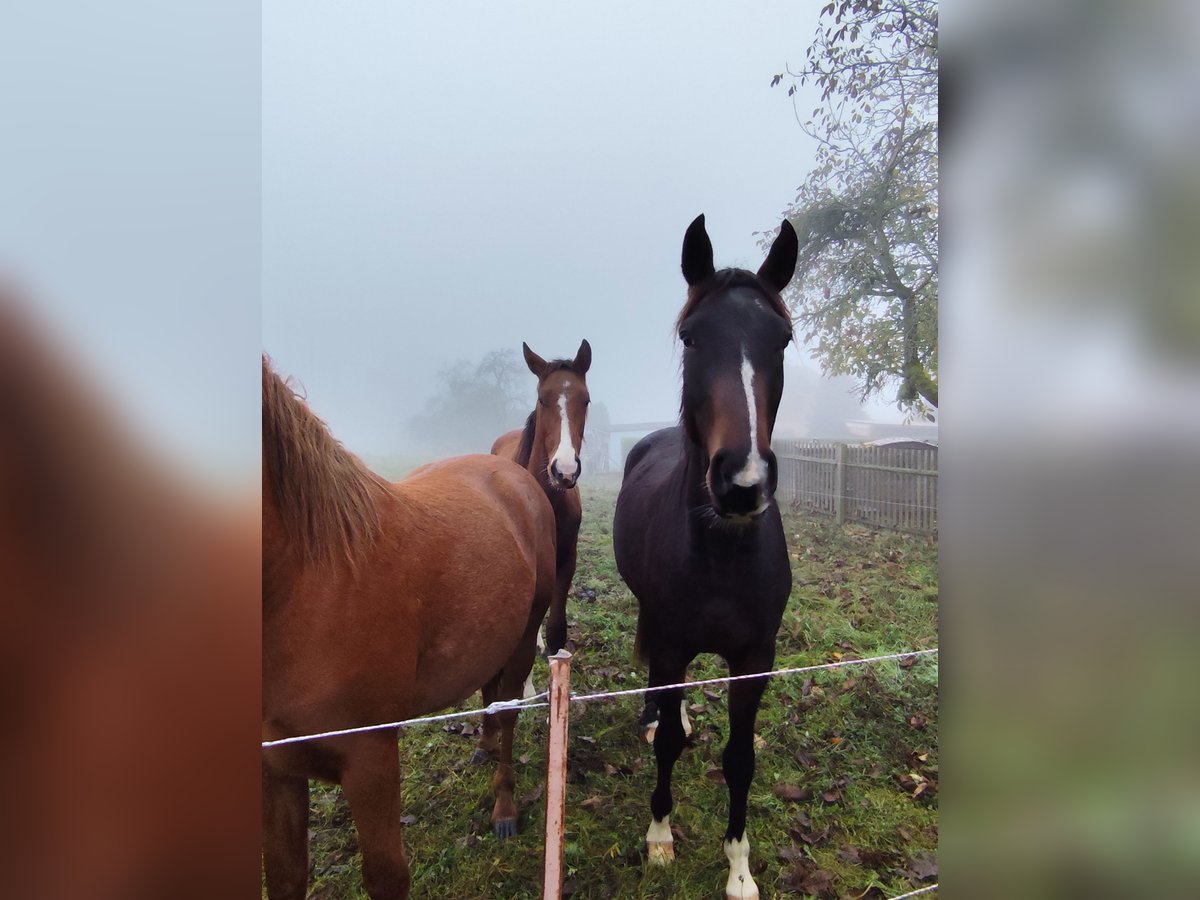 German Sport Horse Gelding 3 years 15,2 hh Bay-Dark in Blankenheim German Sport Horse Gelding 3 years 15,2 hh Bay-Dark in Blankenheim