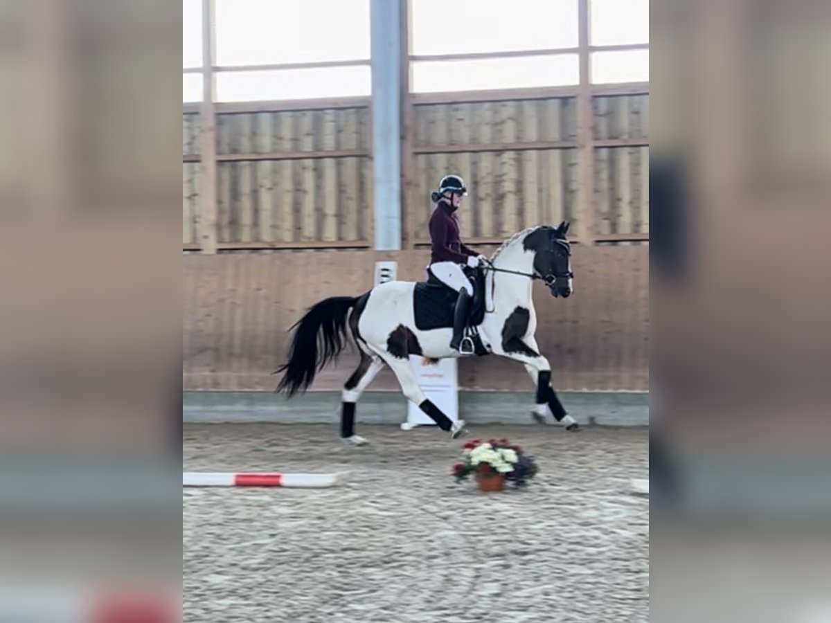 German Sport Horse Gelding 3 years 15,2 hh Pinto in Dallgow-D&#xF6;beritz