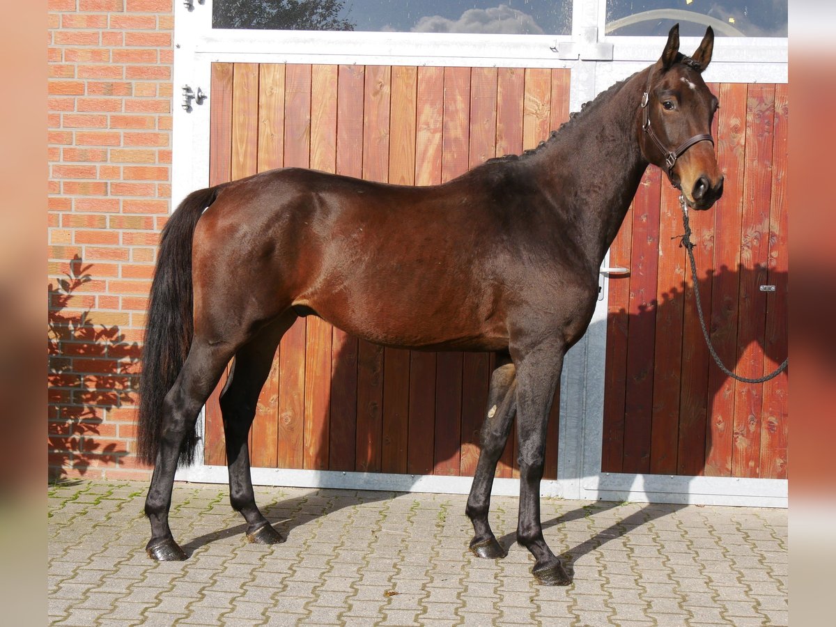 German Sport Horse Gelding 3 years 16,1 hh in Dorsten