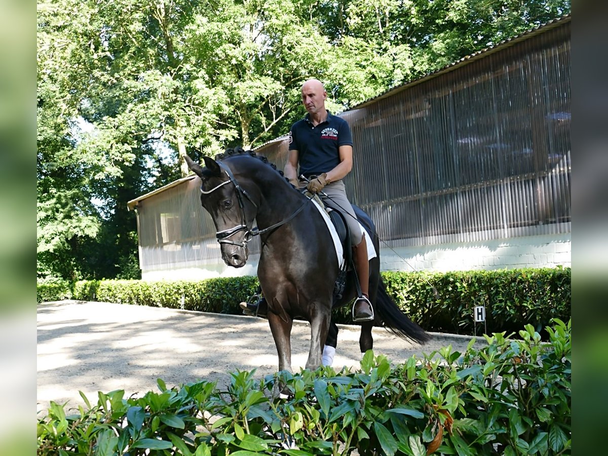 German Sport Horse Gelding 3 years 16,2 hh Black in Söhlingen