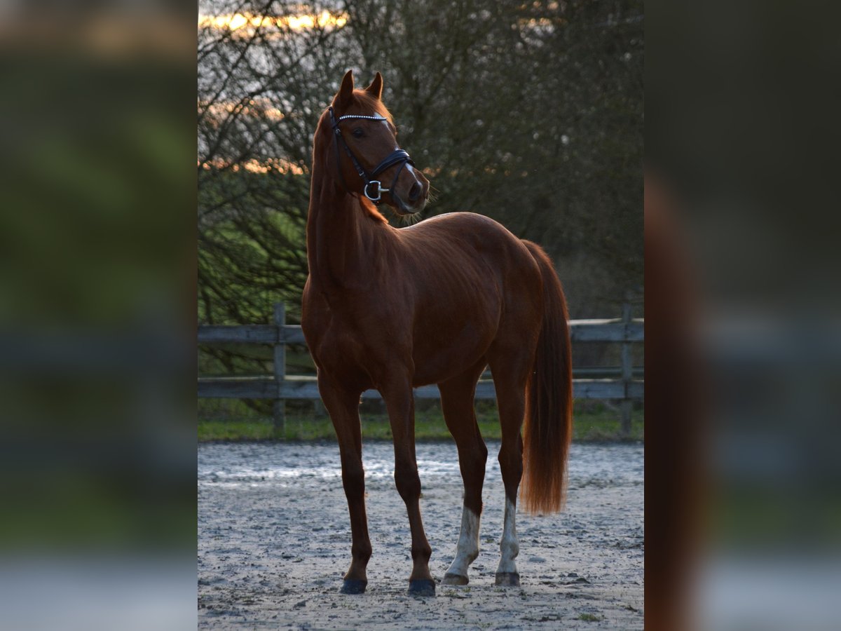 German Sport Horse Gelding 3 years 16,2 hh Chestnut-Red in Kürten