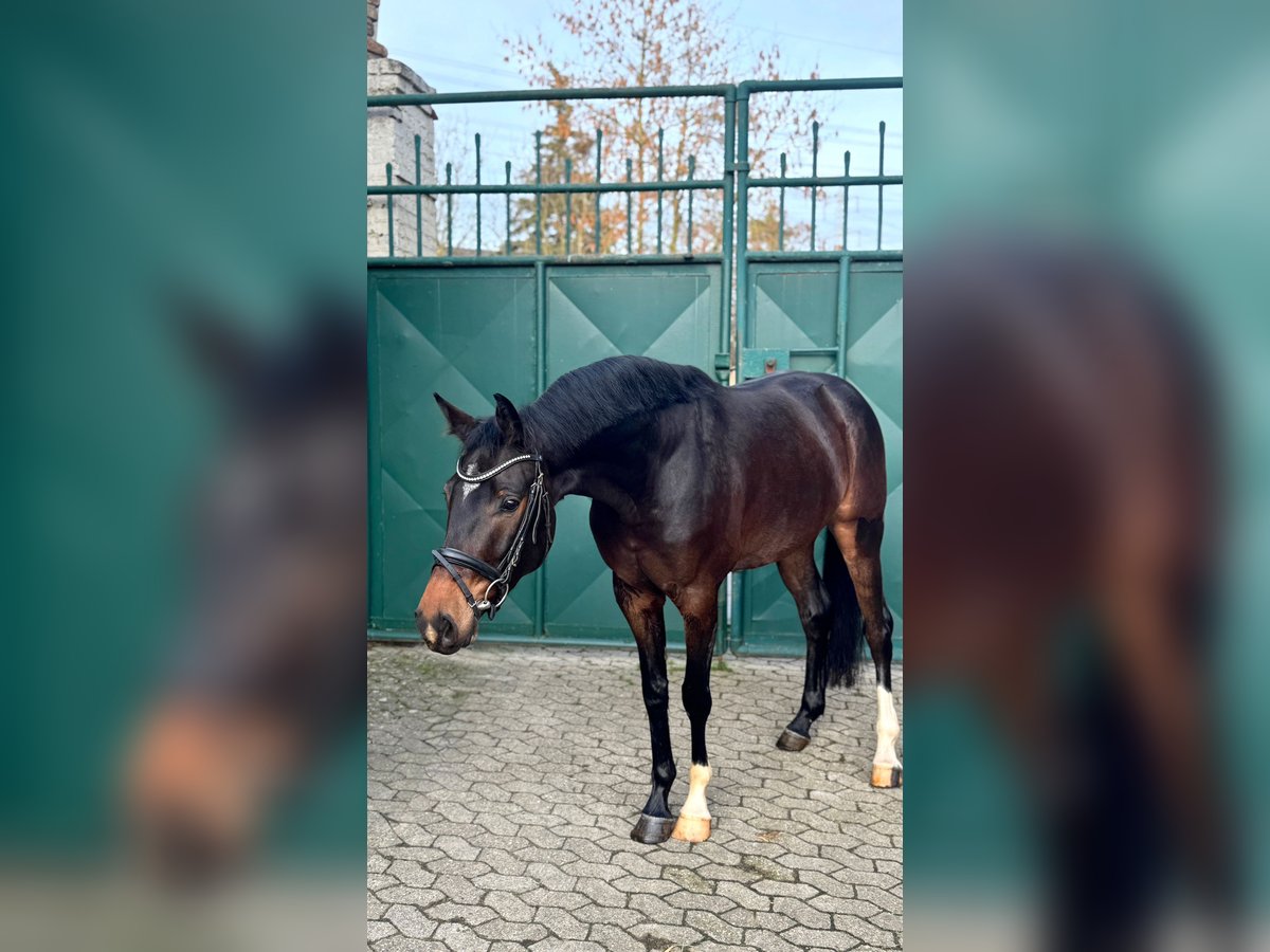 German Sport Horse Gelding 3 years 16 hh Bay-Dark in Dormagen