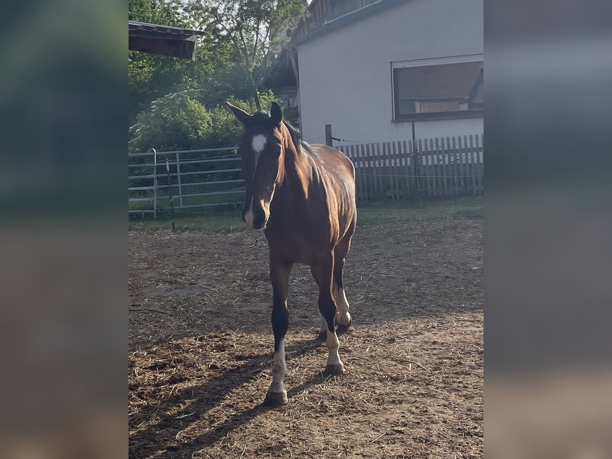 German Sport Horse Gelding 3 years 16 hh Brown in Wilhelmsdorf