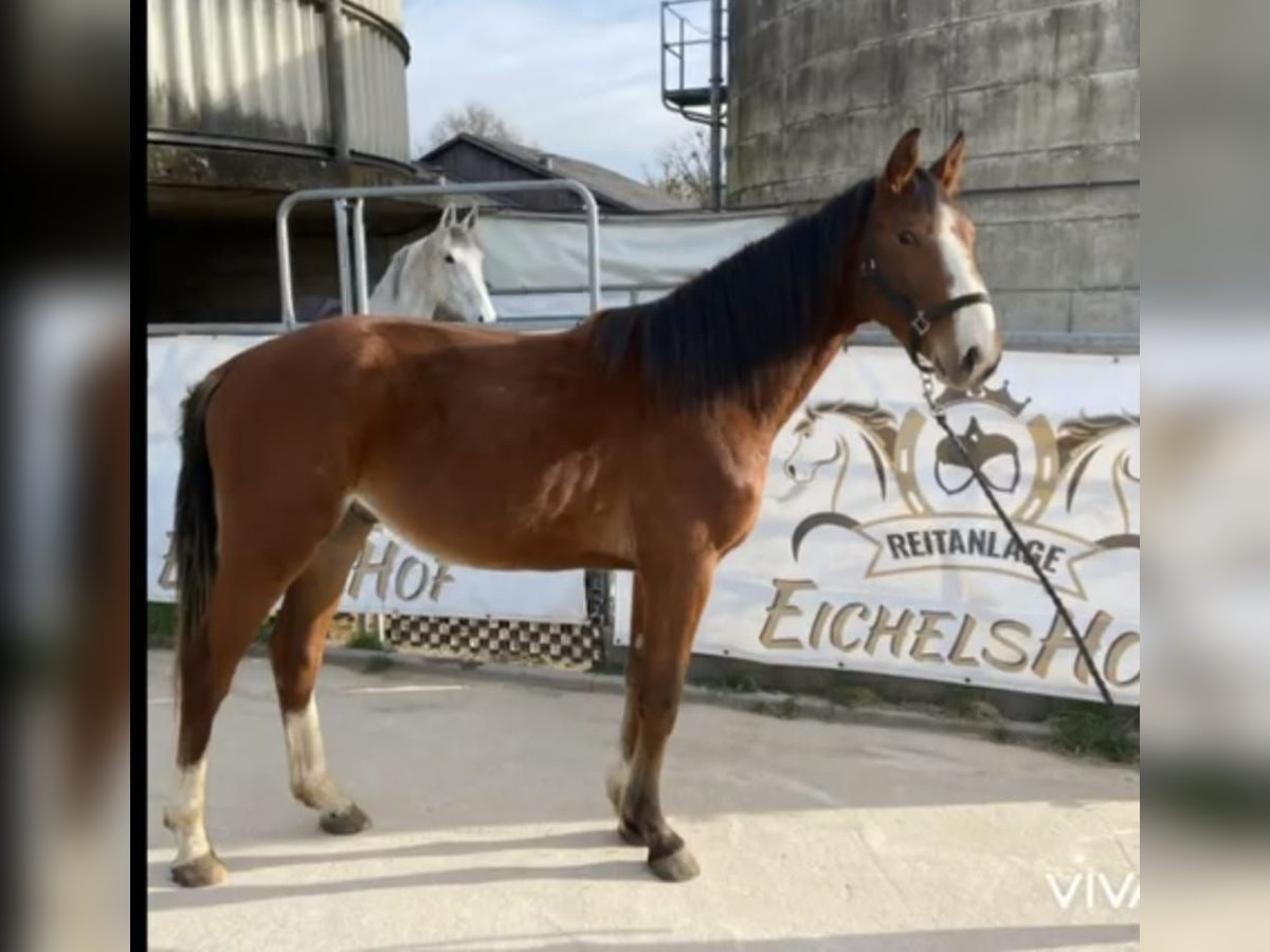German Sport Horse Gelding 3 years 16 hh Chestnut-Red in Bad K&#xF6;nig