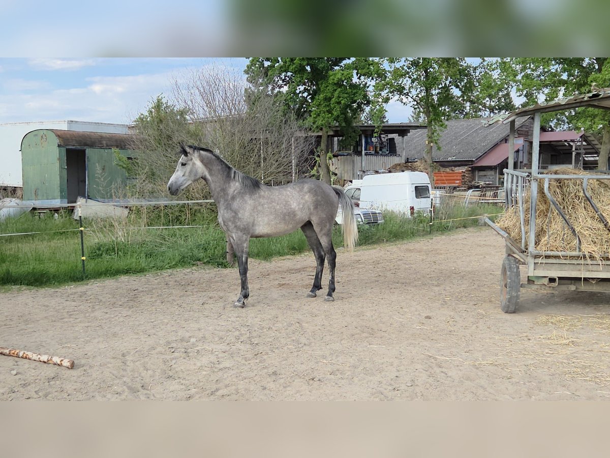 German Sport Horse Gelding 3 years 16 hh Grey in Einhausen