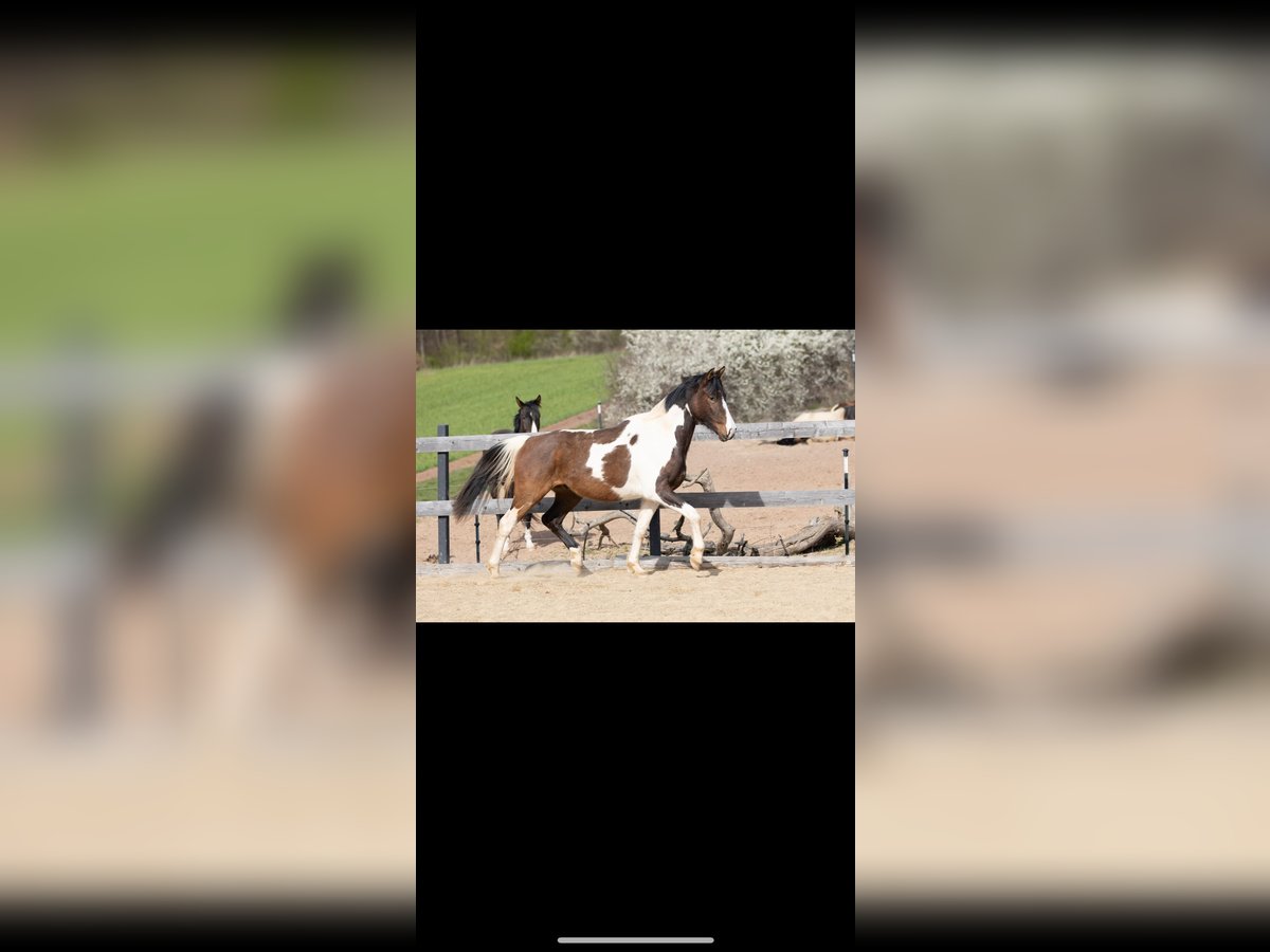 German Sport Horse Gelding 3 years 16 hh Pinto in Wolfhagen