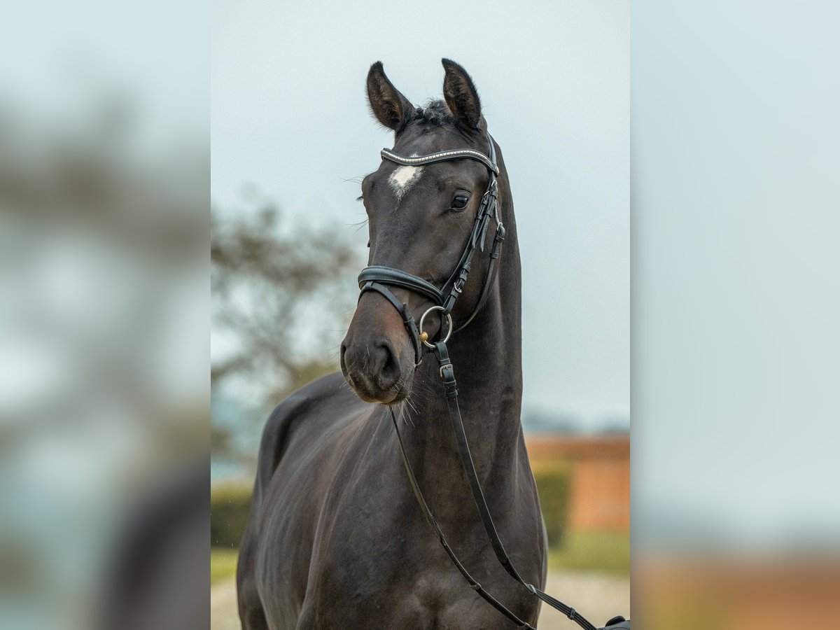 German Sport Horse Gelding 3 years 16 hh Smoky-Black in Gomadingen