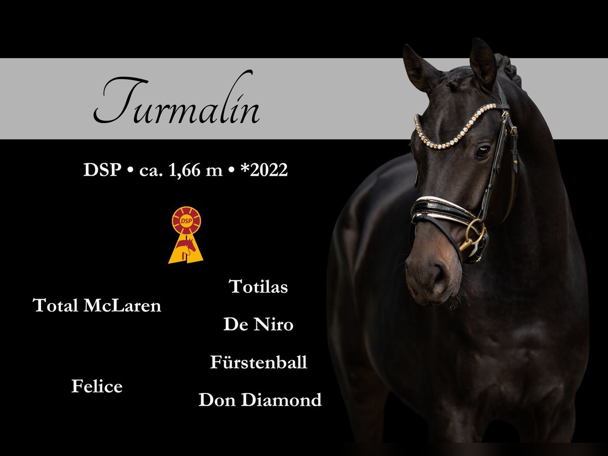 German Sport Horse Gelding 3 years 16,1 hh Bay-Dark in Wehringen German Sport Horse Gelding 3 years 16,1 hh Bay-Dark in Wehringen