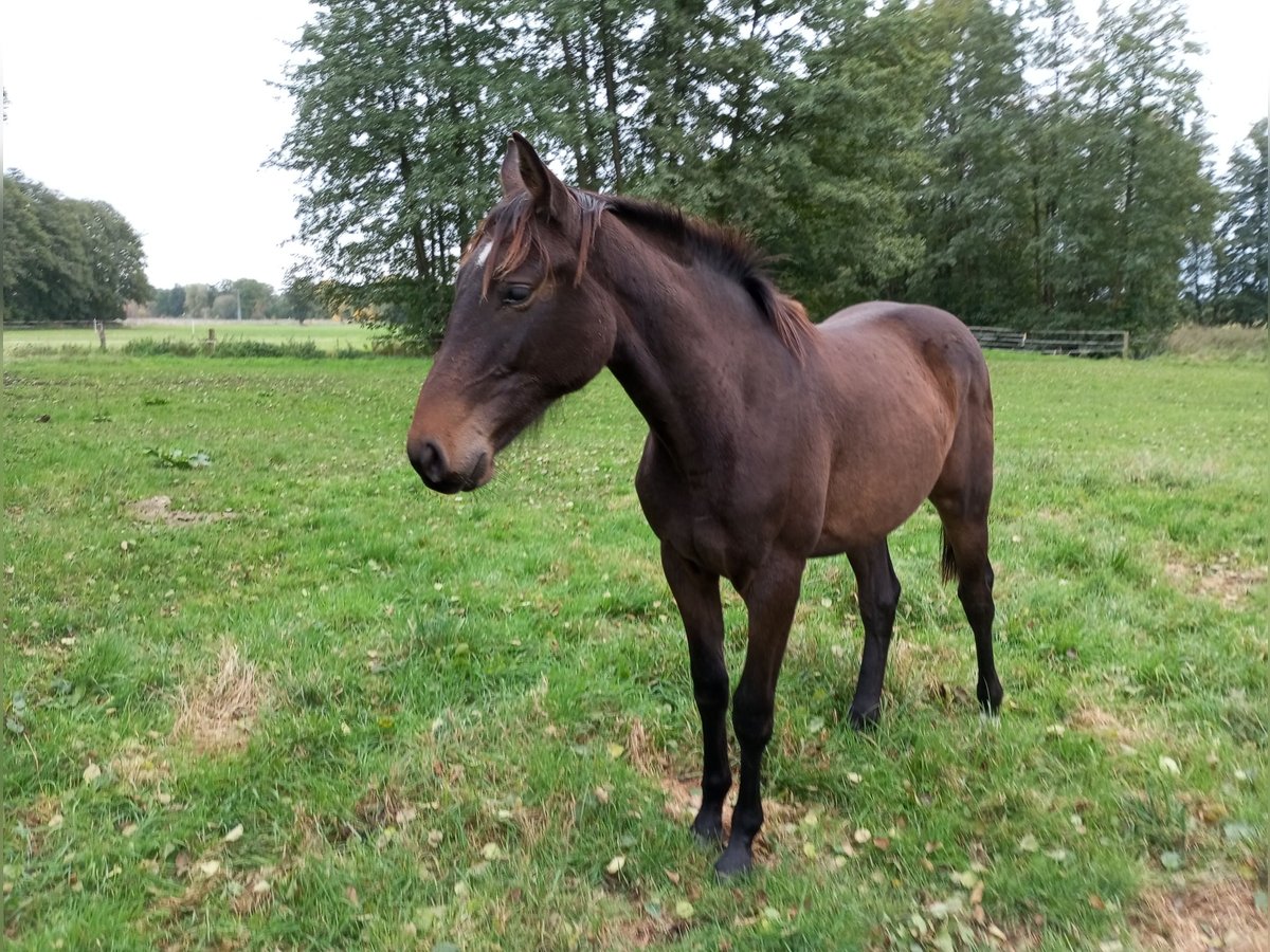 German Sport Horse Gelding 3 years 16,1 hh Bay-Dark in Pritzwalk
