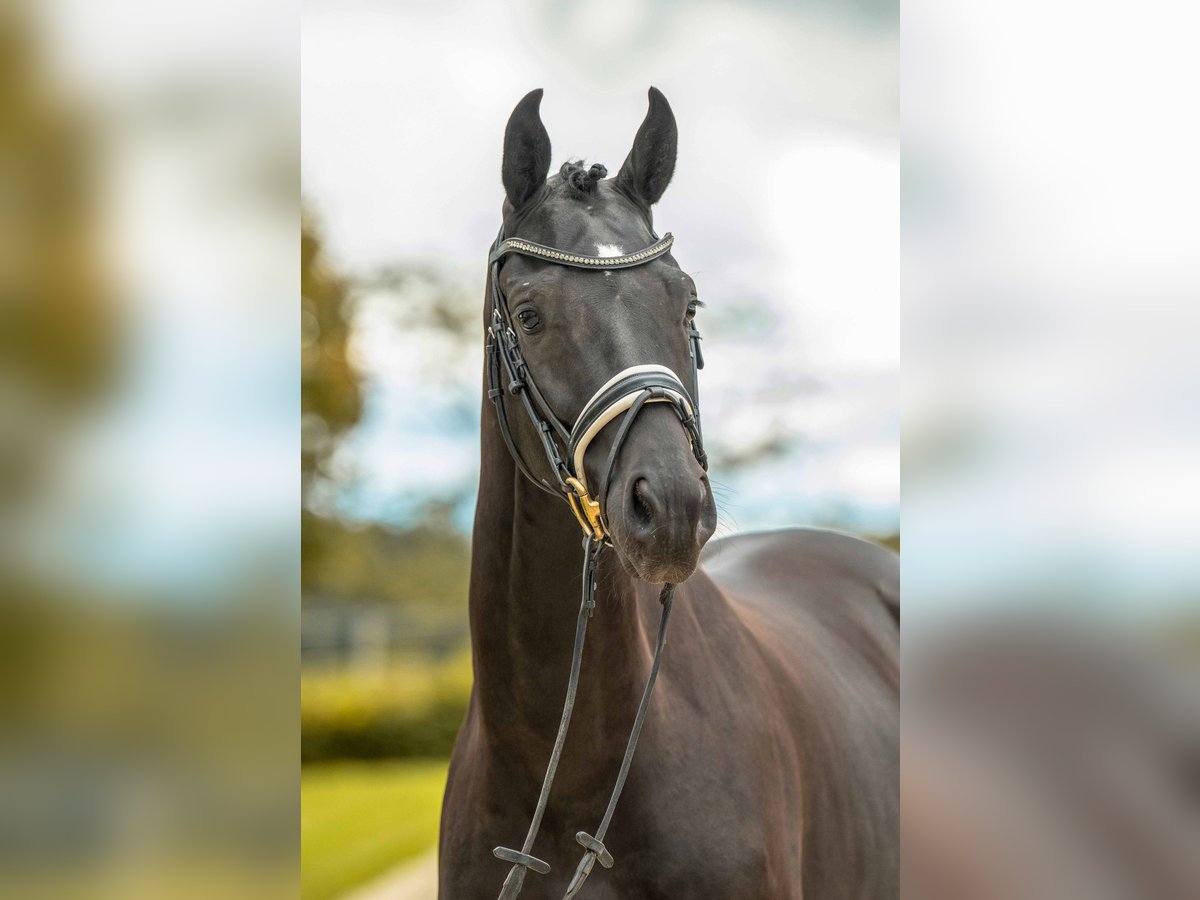 German Sport Horse Gelding 3 years 16,1 hh Black in Gomadingen