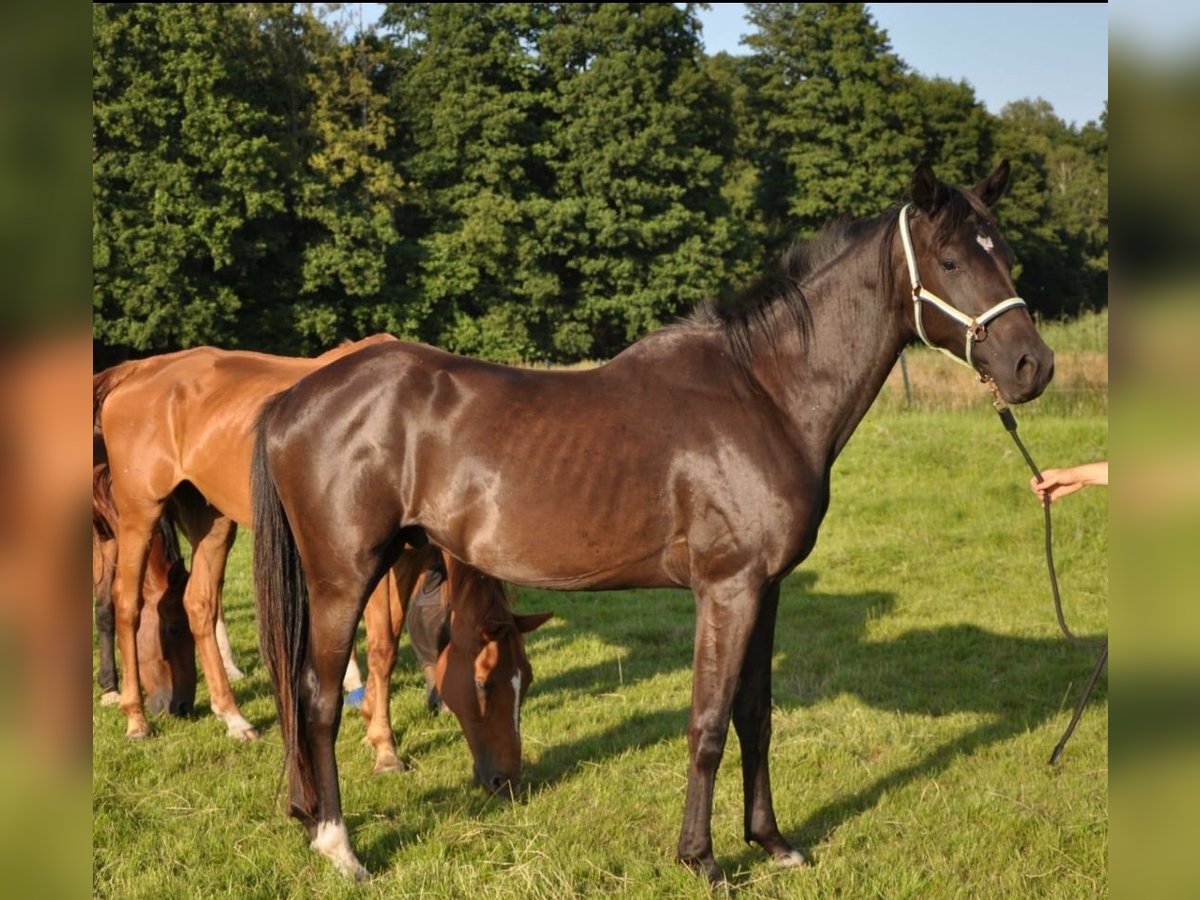 German Sport Horse Gelding 3 years 16,1 hh Black in Wittstock/Dosse