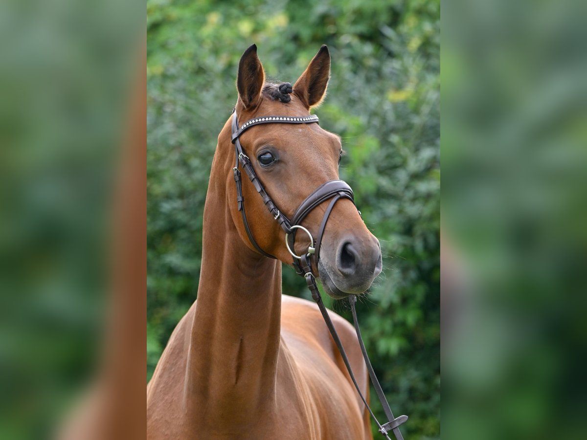 German Sport Horse Gelding 3 years 16,1 hh Brown in Gomadingen