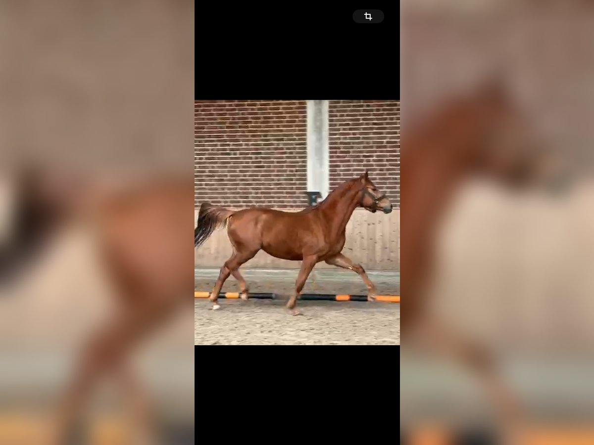 German Sport Horse Gelding 3 years 16,1 hh Chestnut-Red in Goch