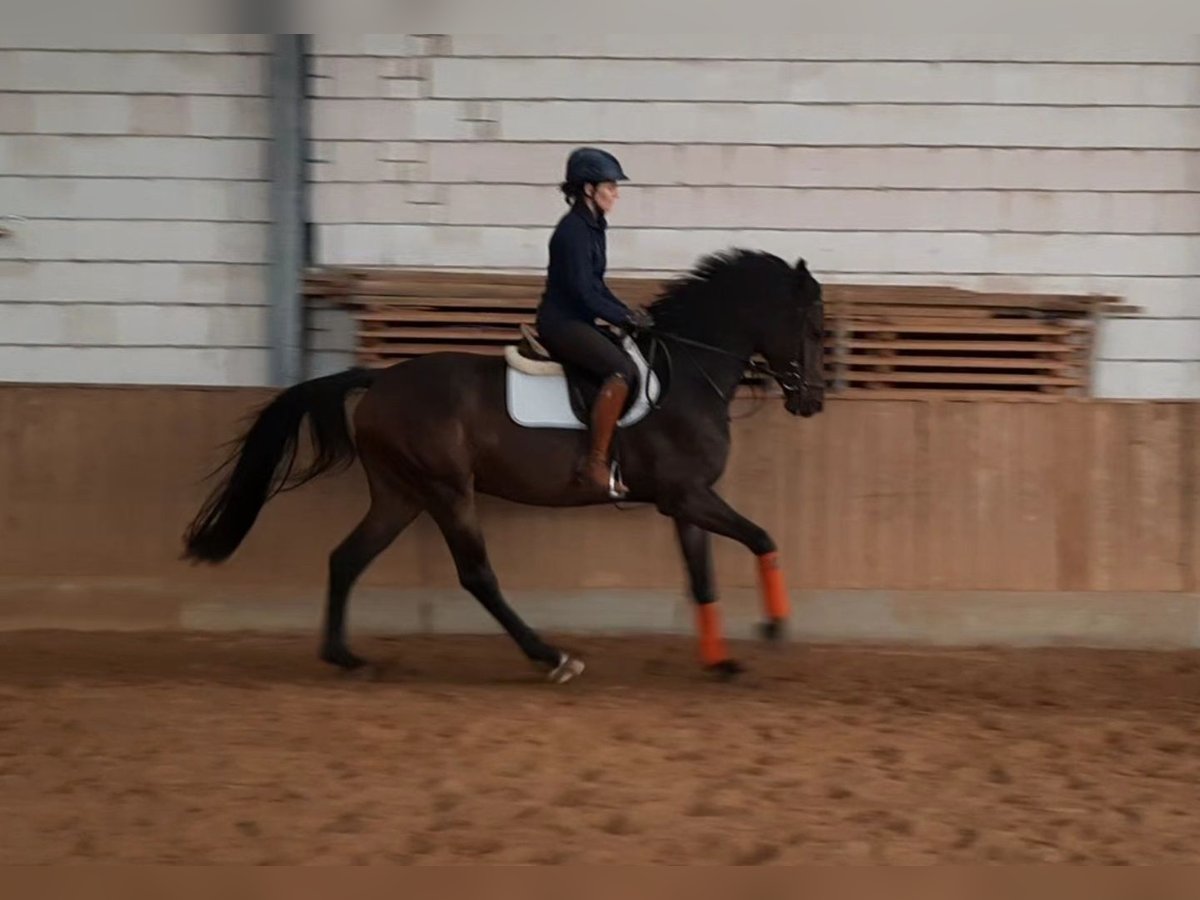 German Sport Horse Gelding 3 years 16,1 hh Smoky-Black in Ilmtal-Weinstra&#xDF;e