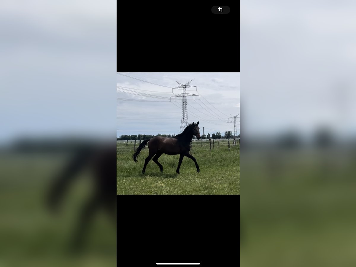German Sport Horse Gelding 3 years 16,2 hh Brown in Karlsfeld