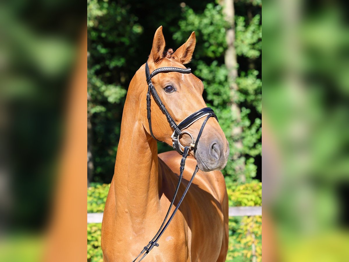 German Sport Horse Gelding 3 years 16,2 hh Chestnut-Red in Gomadingen