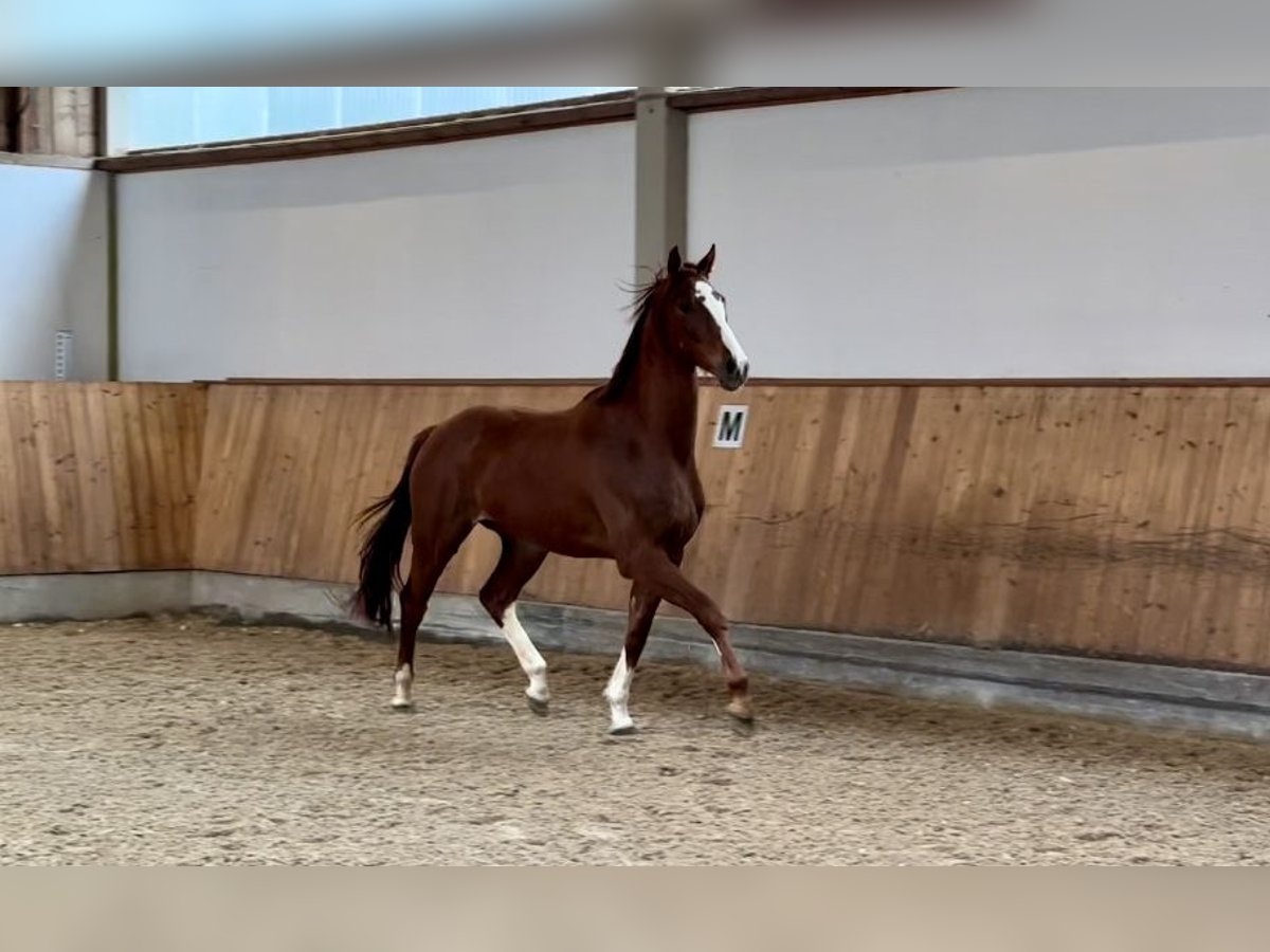 German Sport Horse Gelding 3 years 16,2 hh Chestnut-Red in Rottenburg an der Laaber