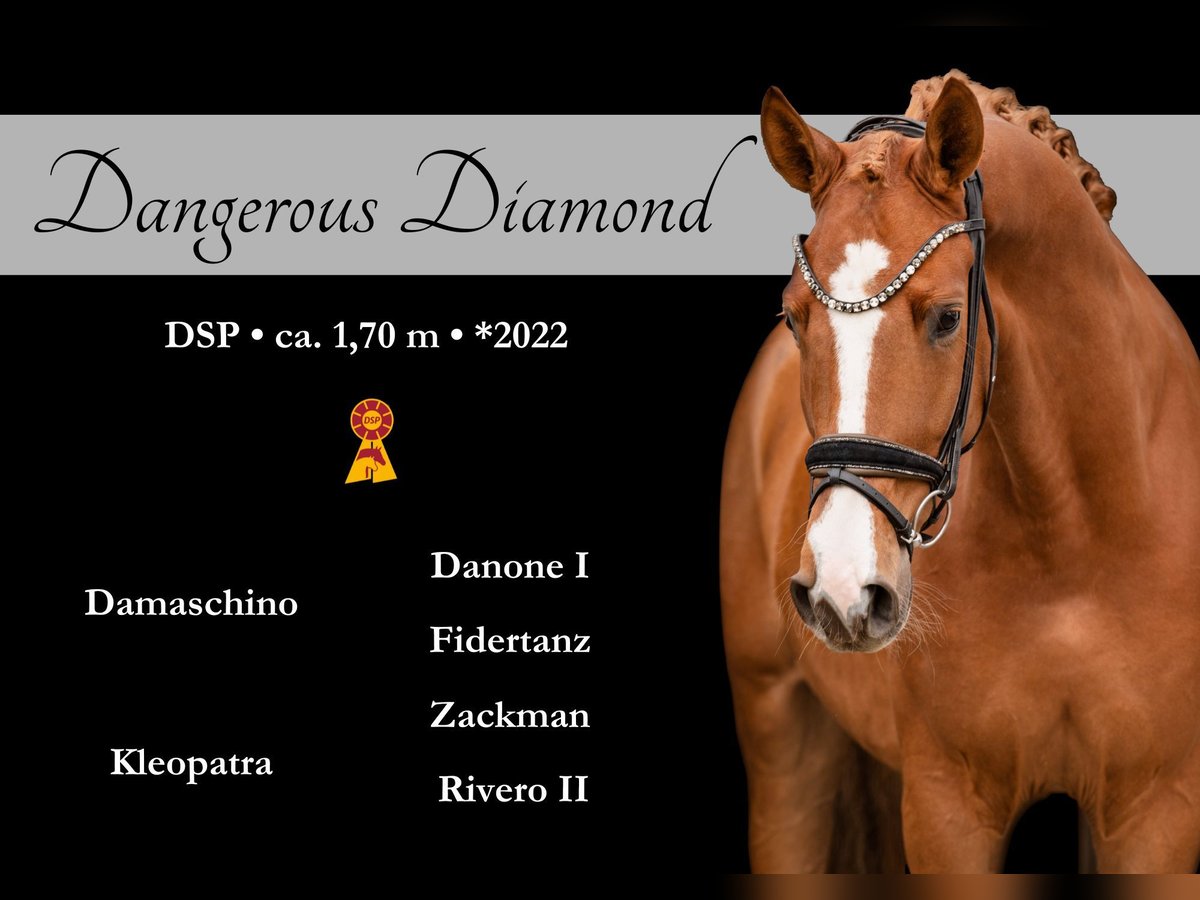 German Sport Horse Gelding 3 years 16,2 hh Chestnut-Red in Wehringen
