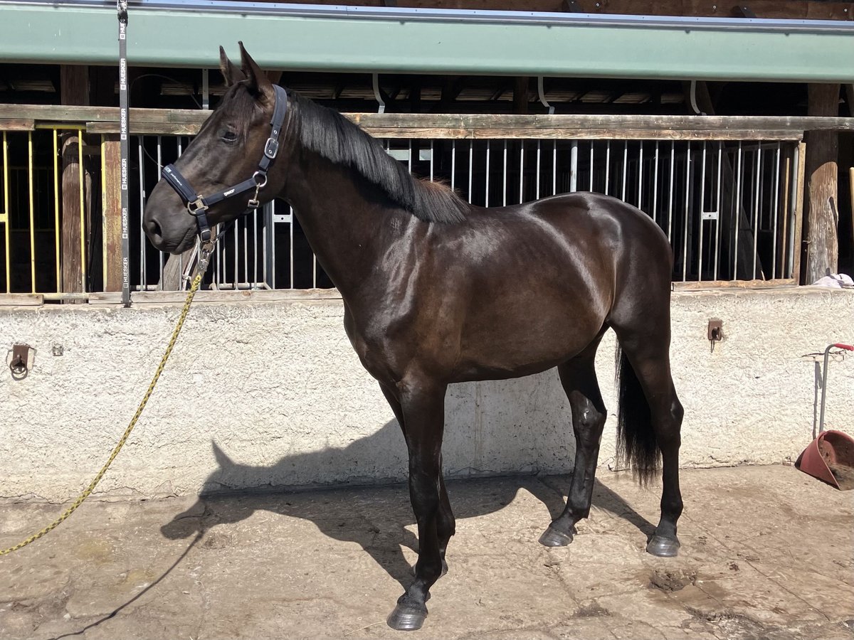 German Sport Horse Gelding 3 years 16,2 hh in Sch&#xF6;nwalde Glien