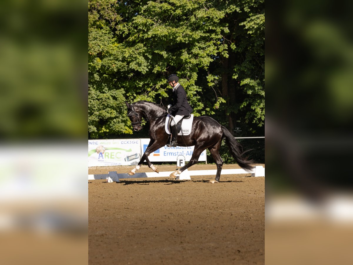 German Sport Horse Gelding 3 years 16,3 hh Black in T&#xFC;bingen
