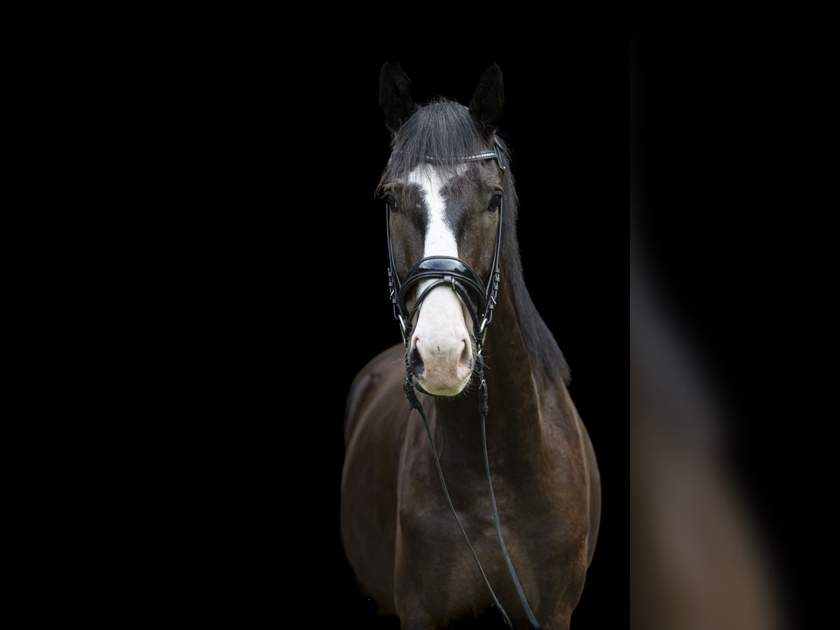 German Sport Horse Gelding 3 years 16,3 hh Brown in Traismauer