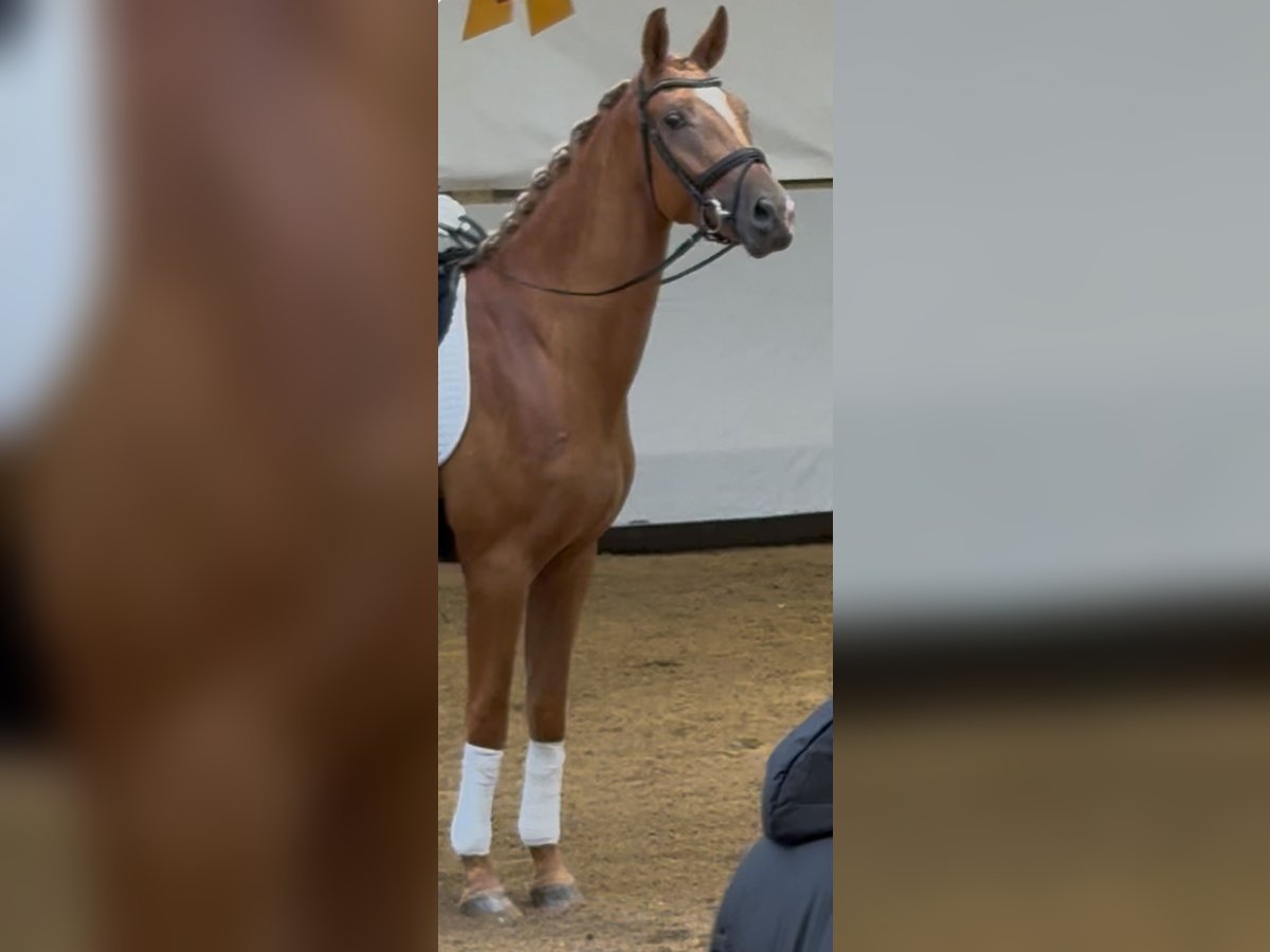 German Sport Horse Gelding 3 years 16,3 hh Dun in Ehingen an der Donau German Sport Horse Gelding 3 years 16,3 hh Dun in Ehingen an der Donau