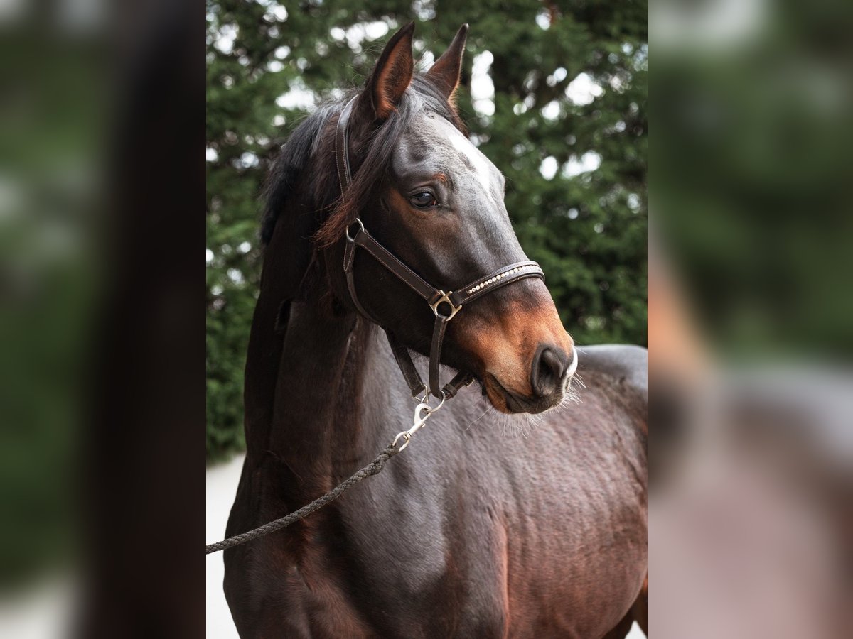 German Sport Horse Gelding 3 years 17 hh Brown in Priestewitz