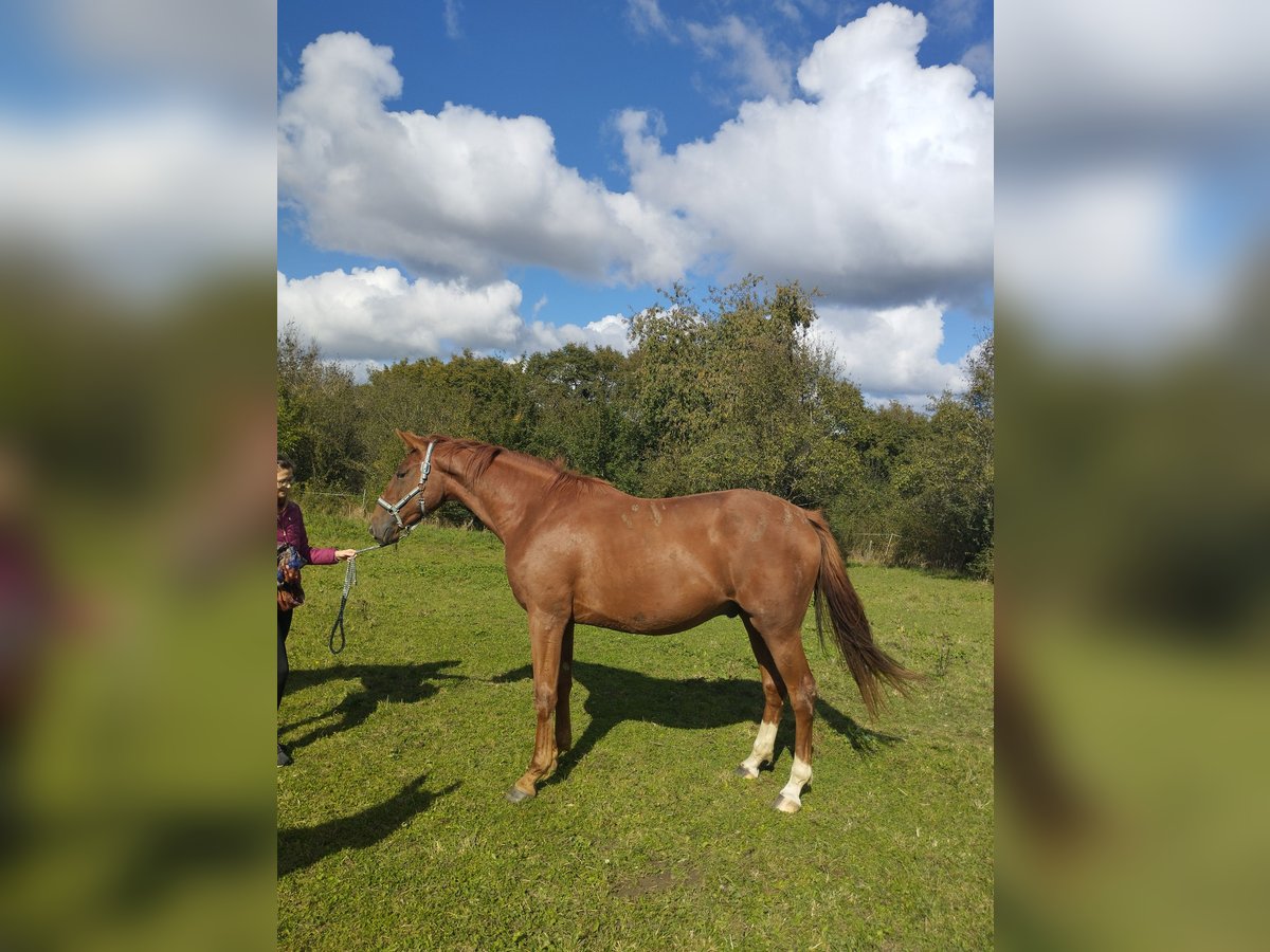 German Sport Horse Gelding 3 years 17 hh Chestnut-Red in Blieskastel