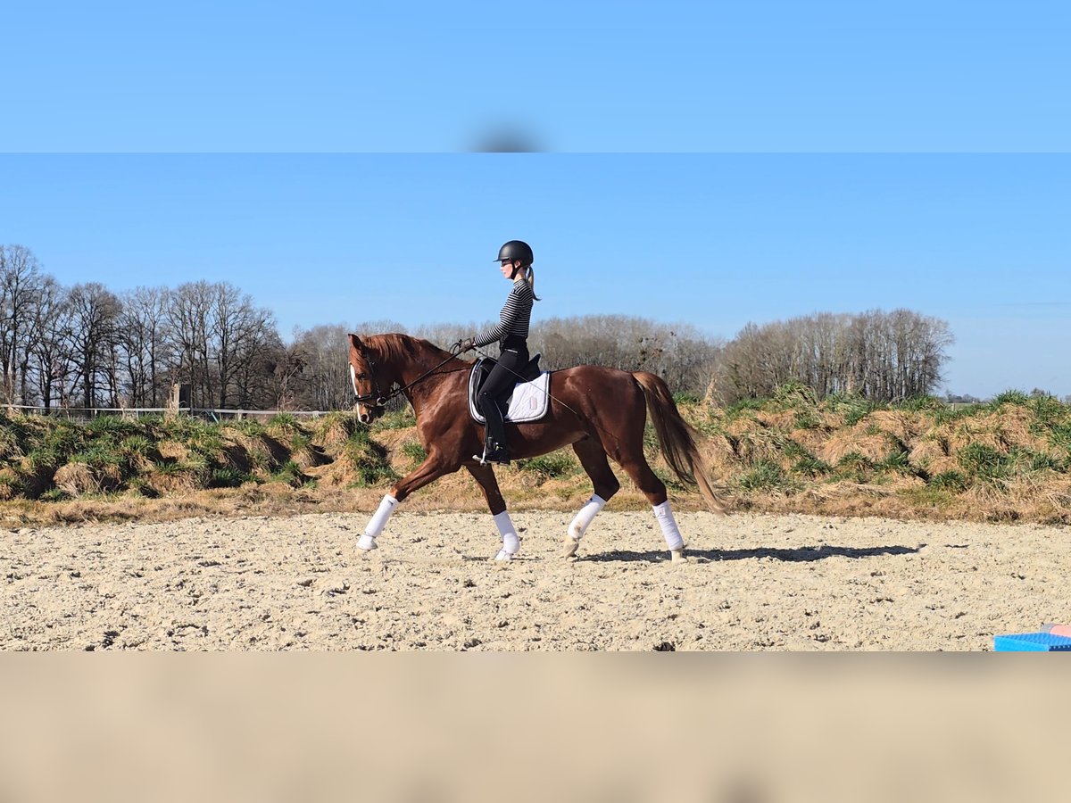 German Sport Horse Gelding 4 years 15,2 hh Chestnut-Red in Br&#xE9;vonnes