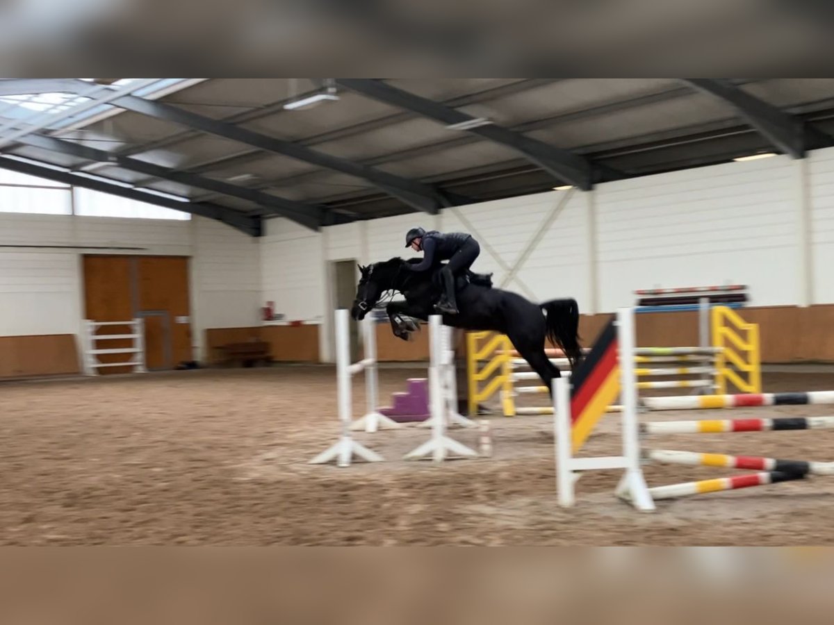 German Sport Horse Gelding 4 years 15,2 hh Smoky-Black in Penig