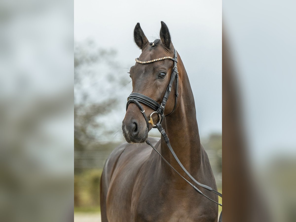 German Sport Horse Gelding 4 years 15,3 hh Brown in Gomadingen