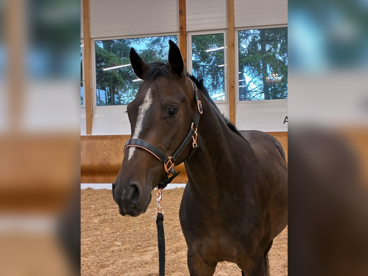 German Sport Horse Gelding 4 years 15,1 hh Brown in Maselheim German Sport Horse Gelding 4 years 15,1 hh Brown in Maselheim