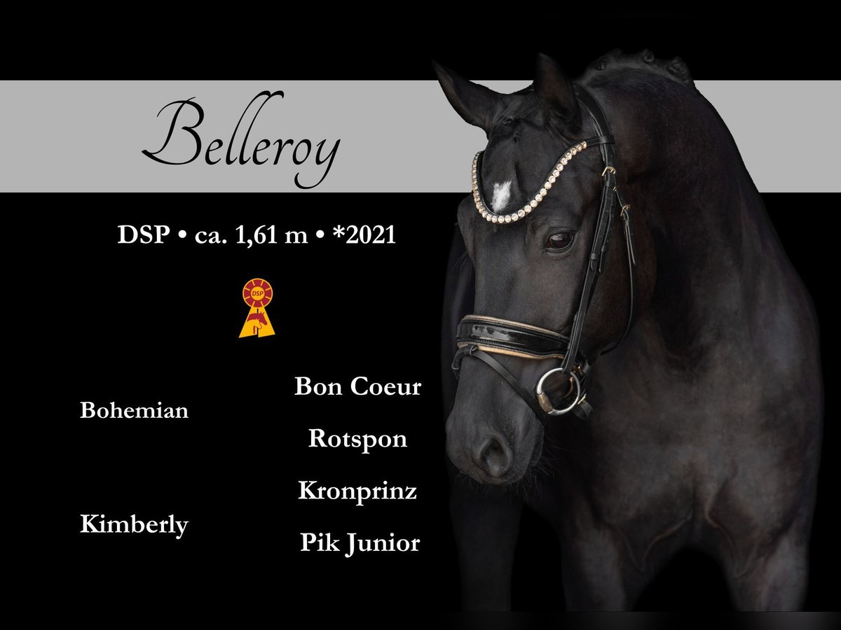 German Sport Horse Gelding 4 years 15,2 hh Black in Wehringen
