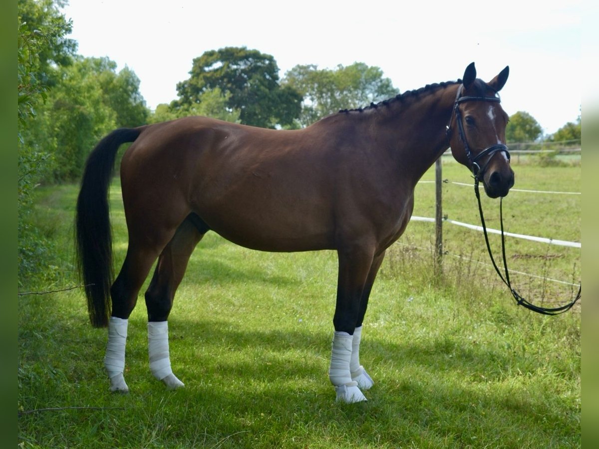 German Sport Horse Gelding 4 years 15,2 hh Brown in W&#xFC;rzburg