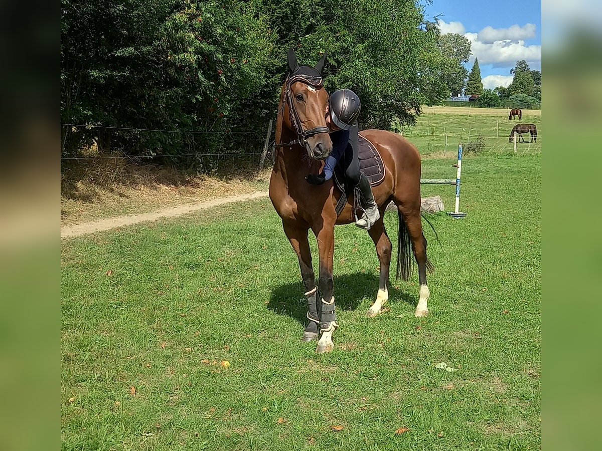 German Sport Horse Gelding 4 years 15,2 hh Brown in Reichenbach/O.L.