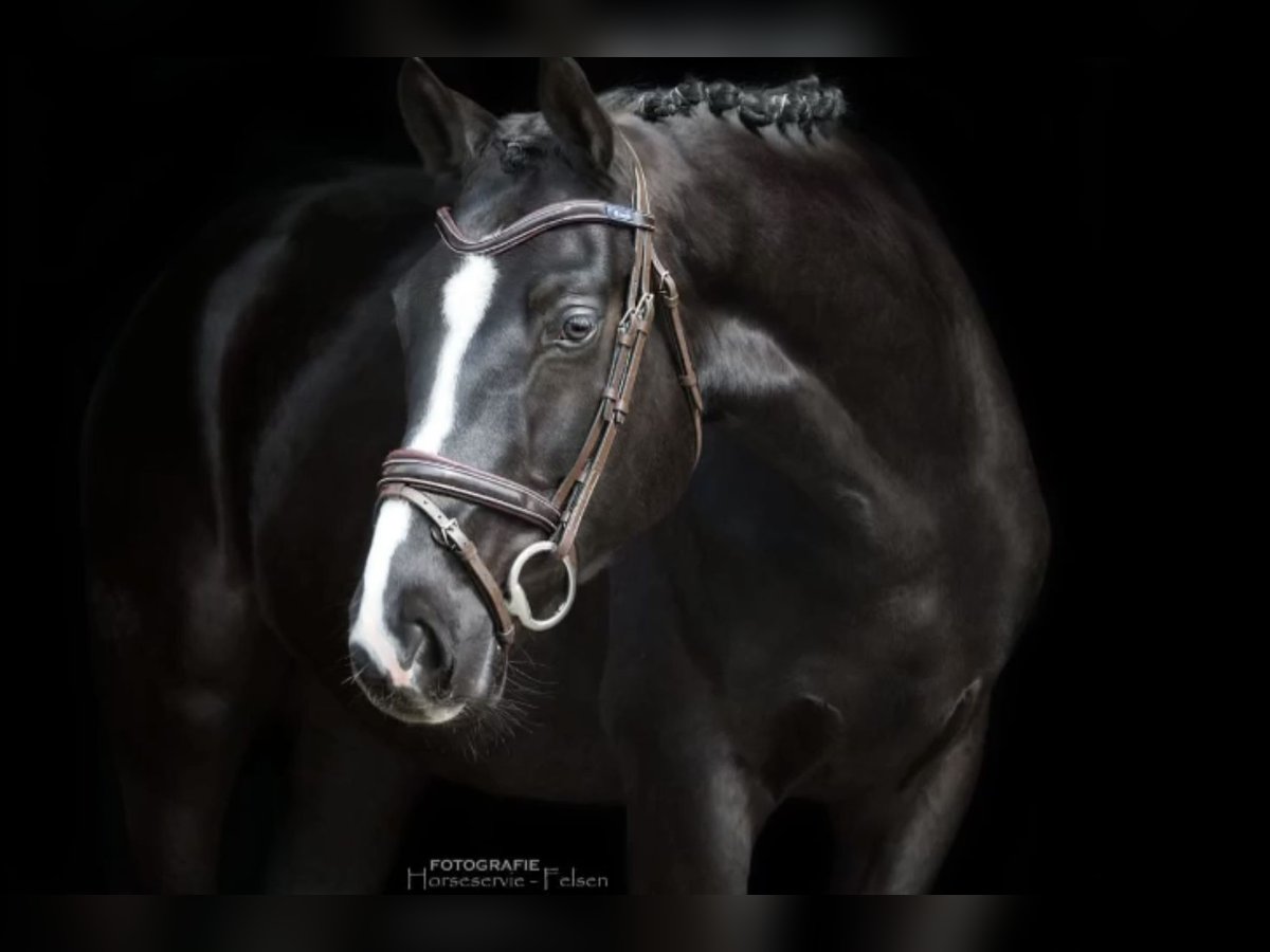 German Sport Horse Gelding 4 years 16,1 hh Black in Georgsmarienhütte