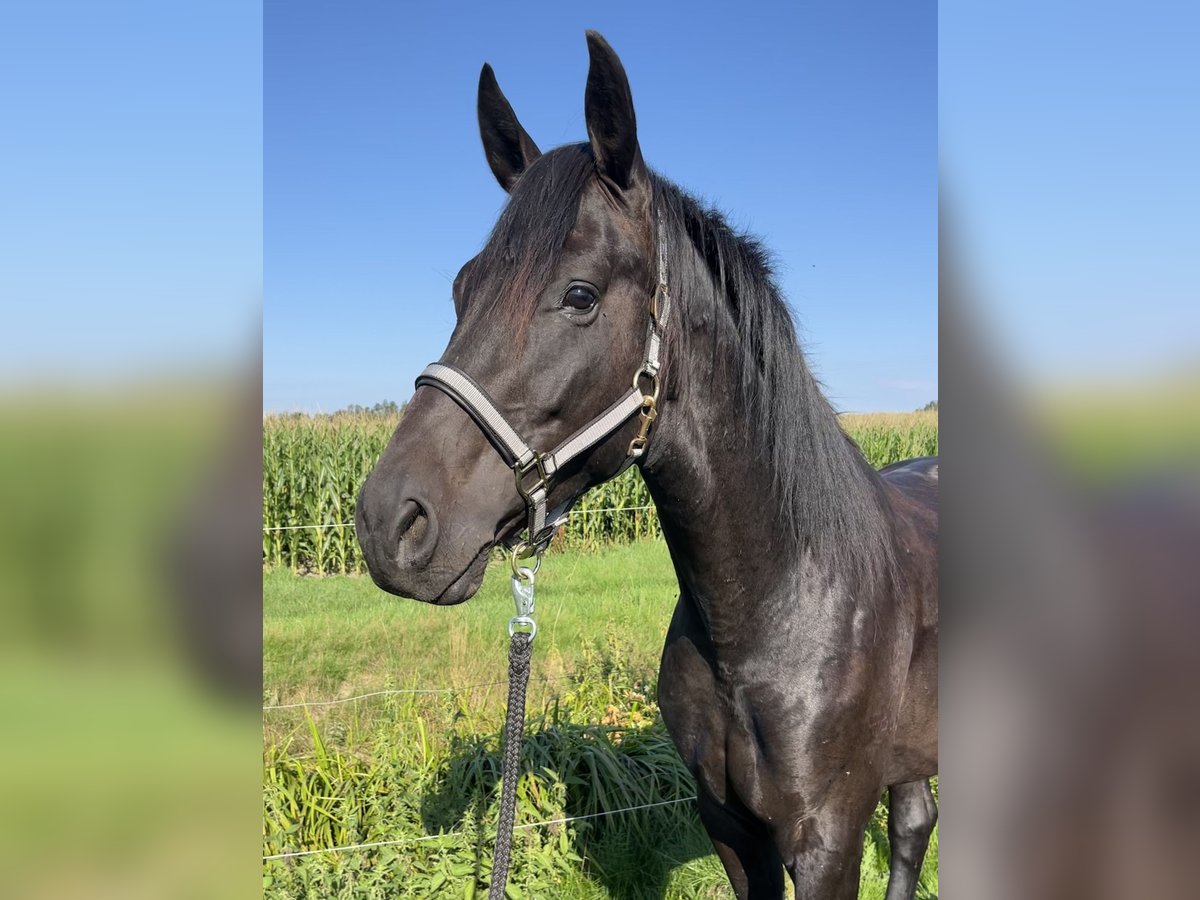 German Sport Horse Gelding 4 years 16,1 hh Black in Schopfloch