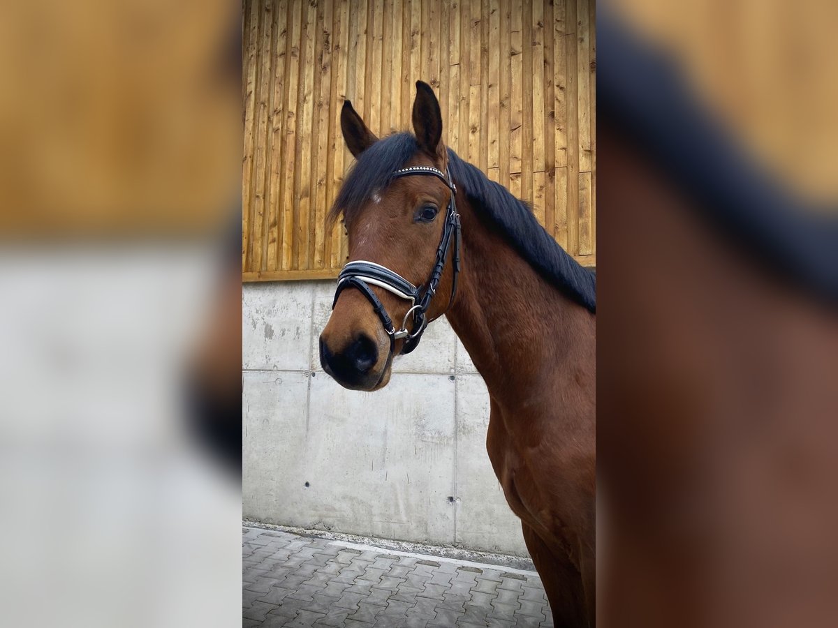 German Sport Horse Gelding 4 years 16,1 hh Brown in Hurlach