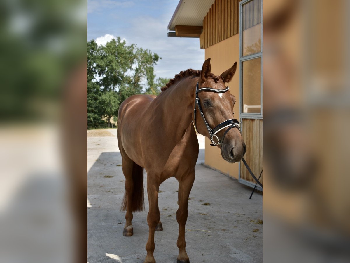 German Sport Horse Gelding 4 years 16,1 hh Chestnut in Kirchenthumbach