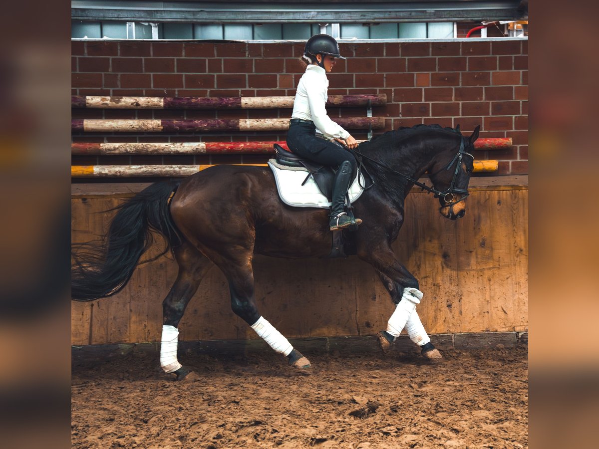 German Sport Horse Gelding 4 years 16,1 hh in Dorsten