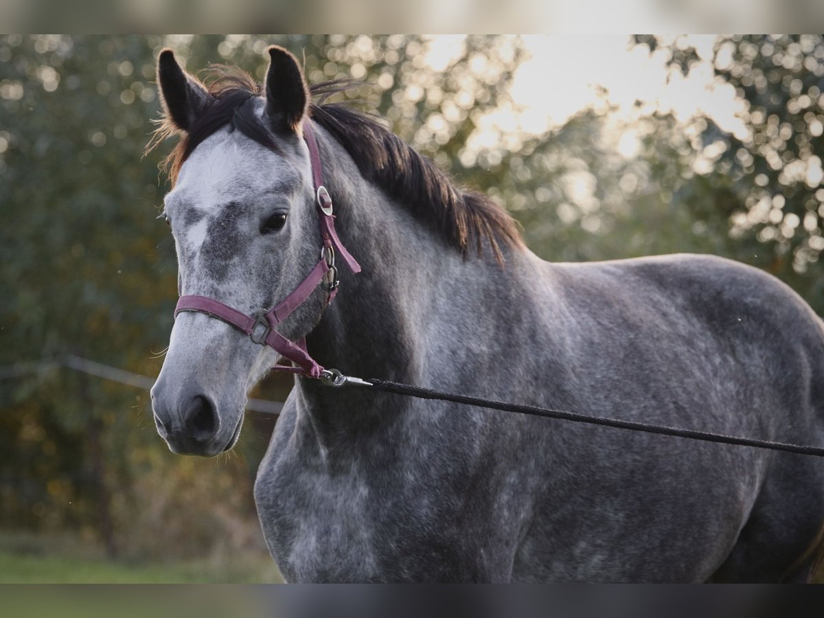 German Sport Horse Gelding 4 years 16,1 hh Gray-Dapple in Malschwitz