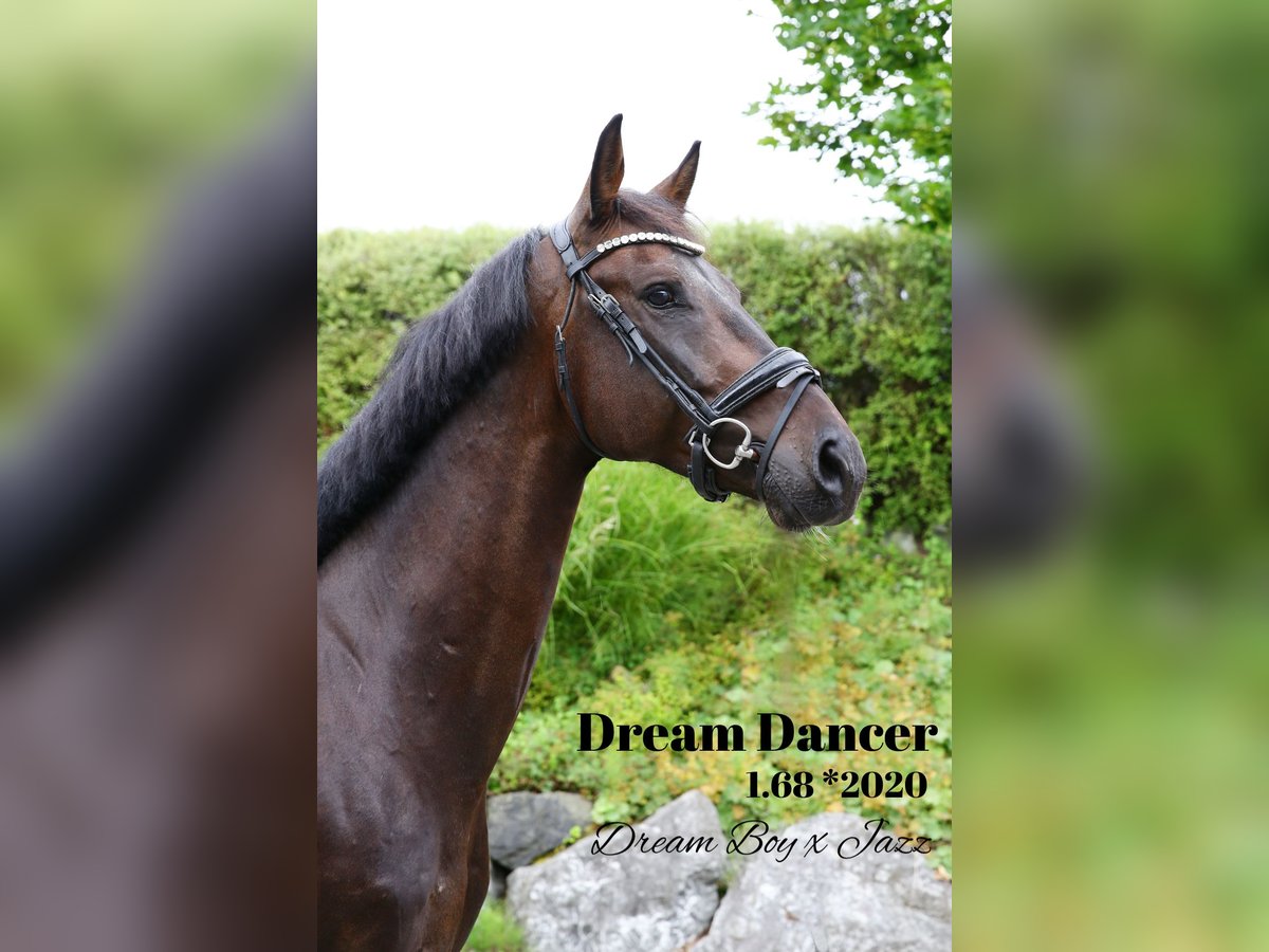 German Sport Horse Gelding 4 years 16,1 hh Smoky-Black in Oberstadion