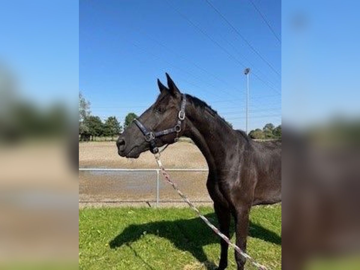 German Sport Horse Gelding 4 years 16,2 hh Black in Roth